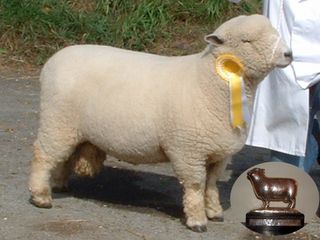 Dolwen Dafydd Ryeland Show and Sale Grist Champion - best wool and conformation [2005]