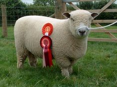 Dolwen Flapjack show ram lamb at home with his rosettes [2005]