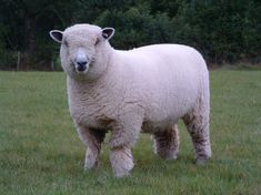 Dolwen H1 Show ewe lamb at home [2006]