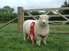 Dolwen F11 show ewe lamb at home with her rosettes [2005]