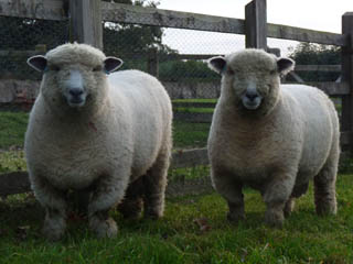 2009 Arberth Judo ram lambs (left Dolwen Lansker sold at Ryeland show and sale for £451.50 and right Dolwen Logo kept for show yearling ram)