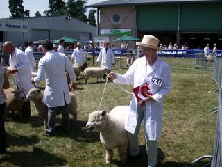 Dolwen F11 winning the Royal Welsh Shearling ewe class [2006]